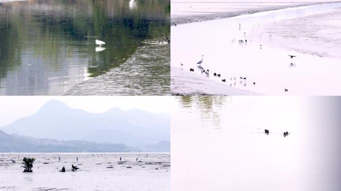 深圳湾自然保护区白鹭候鸟迁徙