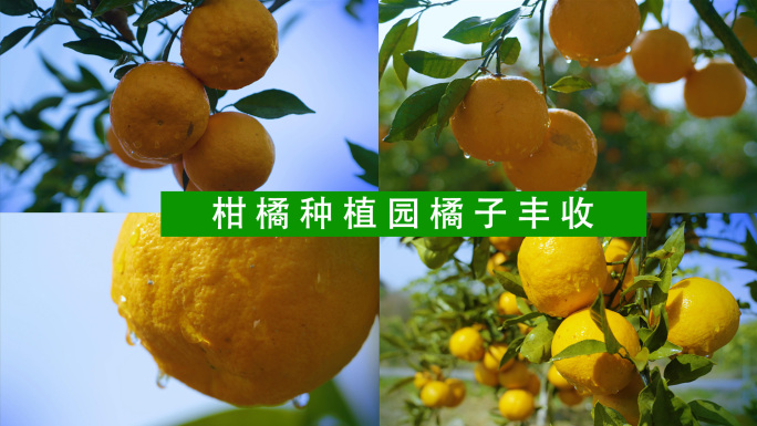 柑橘种植园橘子丰收视频素材