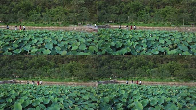 信宜北逻荷花航拍