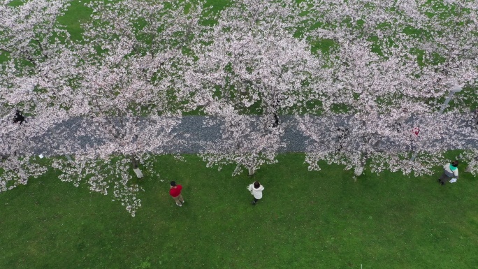 春天的樱花走廊，春游踏青的首选