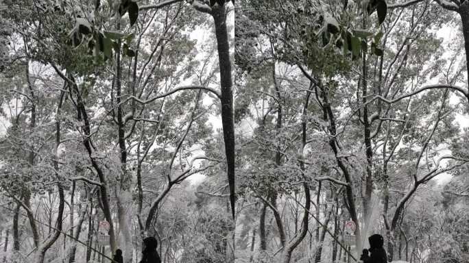 岳麓山捅树上雪工作人员