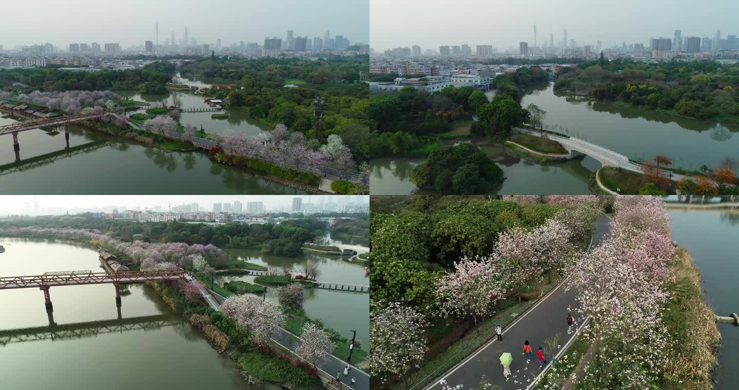 广州海珠湿地公园盛开的紫荆花航拍4k