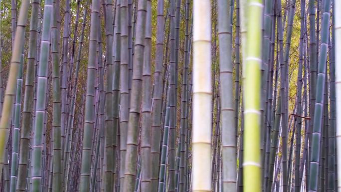 杭州植物园树林竹林特写视频素材40