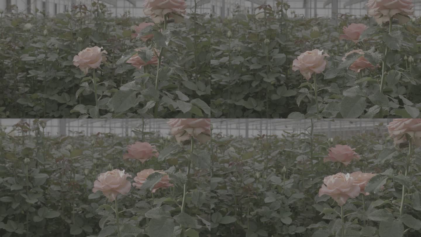 玫瑰花采摘 红玫瑰 黄玫瑰 香水玫瑰7