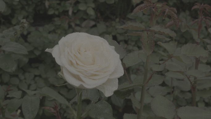 玫瑰花采摘 红玫瑰 黄玫瑰 香水玫瑰8