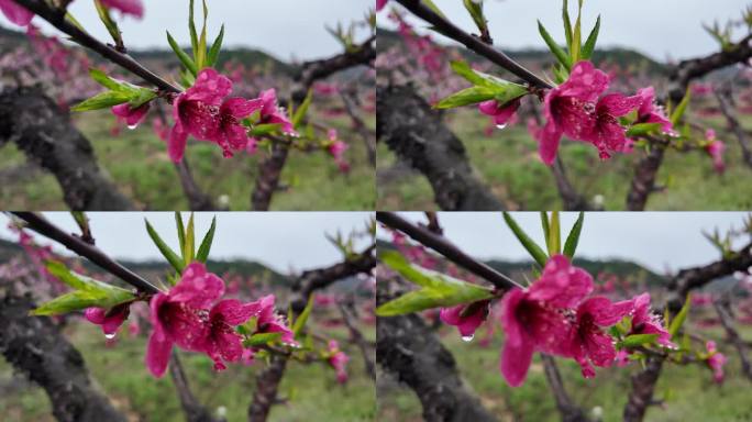 桃花雨露