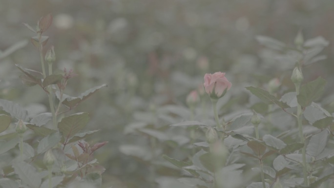 玫瑰花采摘 红玫瑰 黄玫瑰 香水玫瑰17