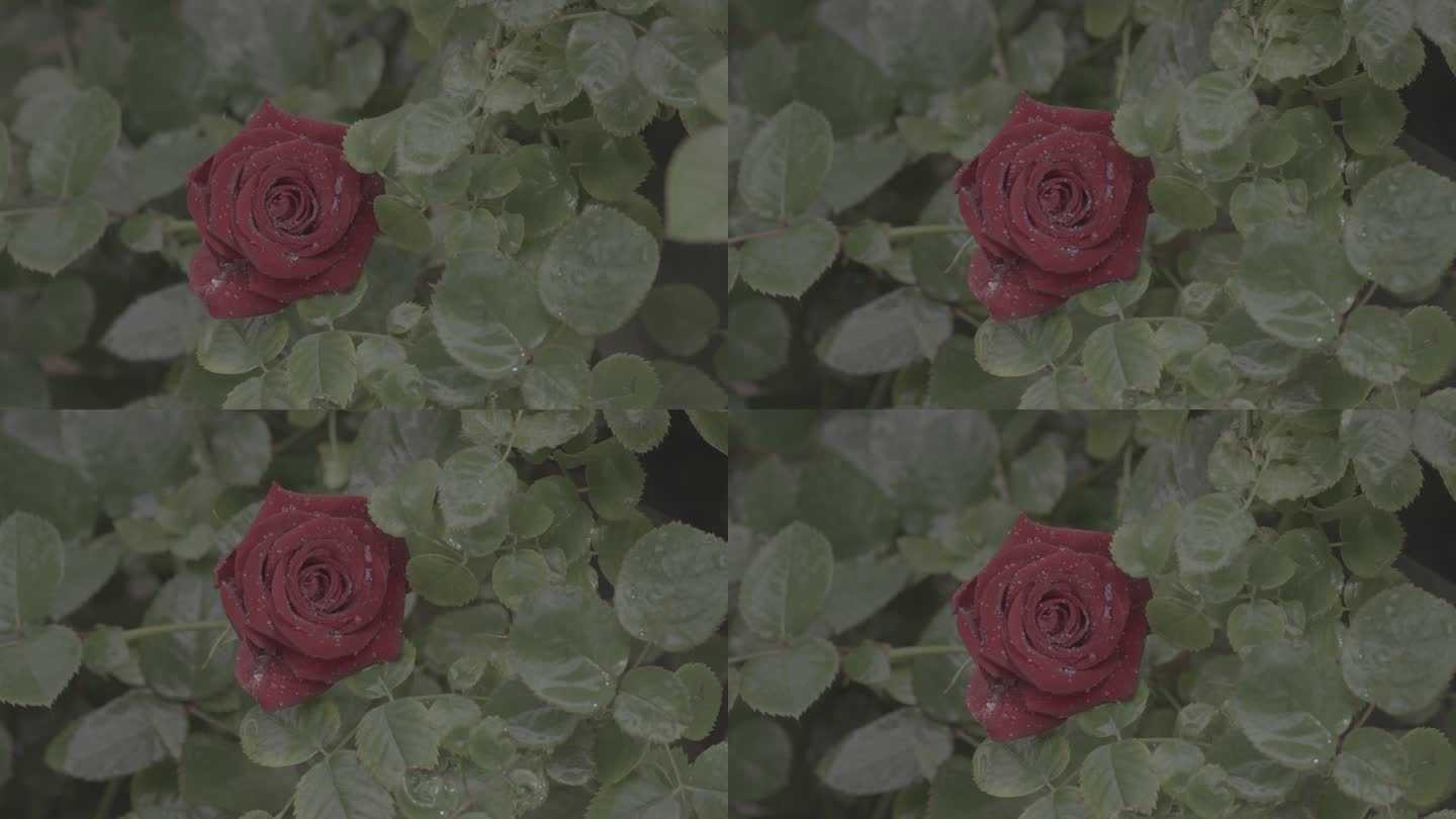 玫瑰花采摘 红玫瑰 黄玫瑰 香水玫瑰12