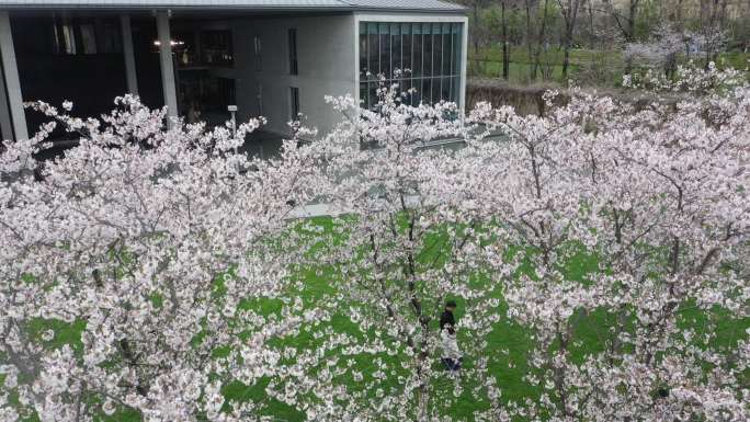 由地面到空中转场樱花林特写，樱花特写镜头