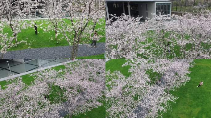 由地面到空中转场樱花林特写，樱花特写镜头