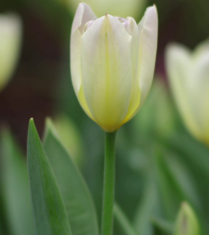 南宁青秀山的郁金香花竖屏空镜特写