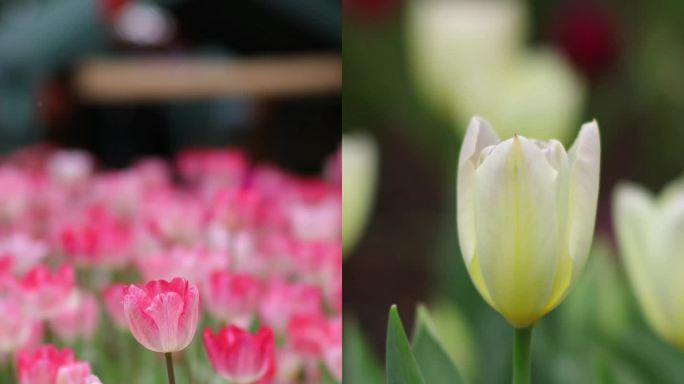 南宁青秀山的郁金香花竖屏空镜特写