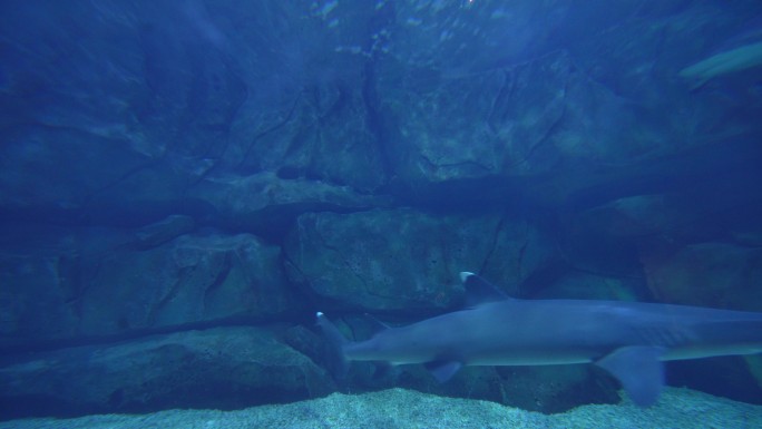 海洋馆极地世界鲨鱼觅食游玩