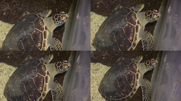 海洋馆极地世界大海龟水里觅食游玩