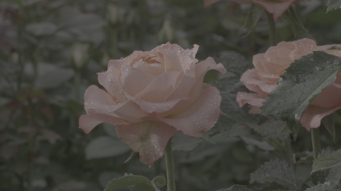 玫瑰花采摘 红玫瑰 黄玫瑰 香水玫瑰6