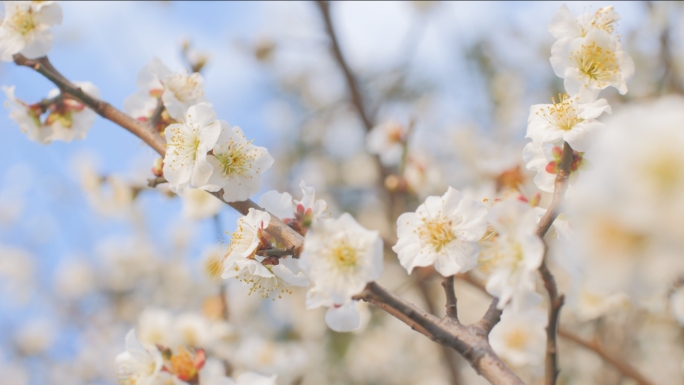 白色梅花 蜜蜂采蜜