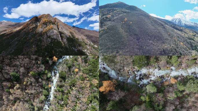 川西的雪山秋林