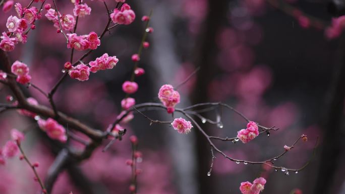 梅花在春雨中盛开