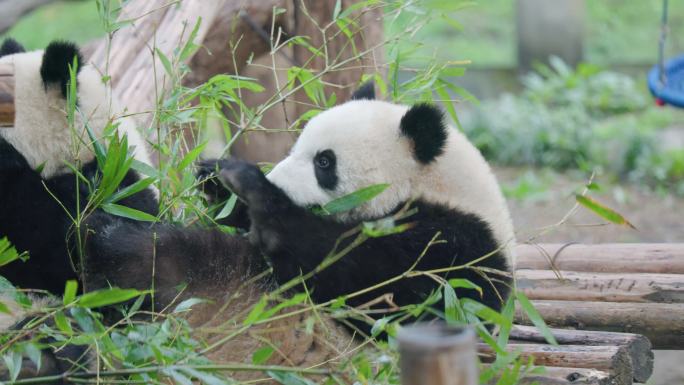 大熊猫吃竹子