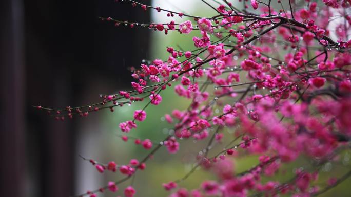 梅花在春雨中盛开