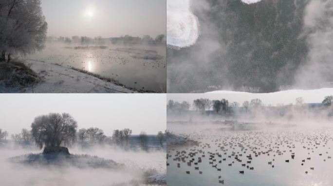4K航拍冬季呼市大黑河千岛湖雾凇、赤麻鸭