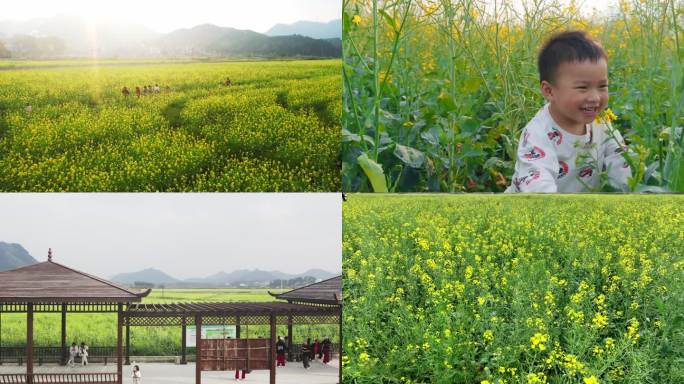 周下油菜花