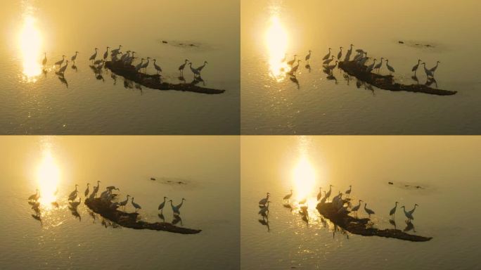 阳光照耀下的丹顶鹤在水面栖息觅食