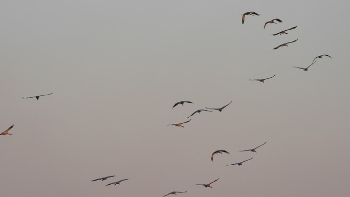 湿地灰鹤白脸琵鹭鸟群鸟浪08