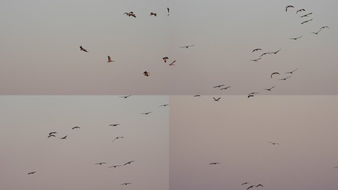 湿地灰鹤白脸琵鹭鸟群鸟浪08
