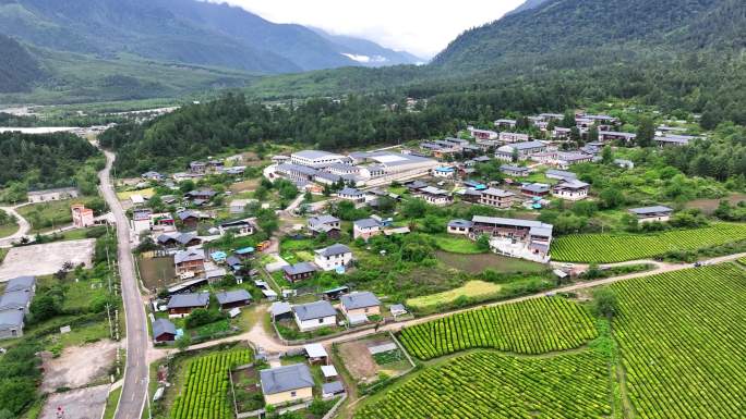 4K西藏林芝易贡茶场 茶马古道 高山茶