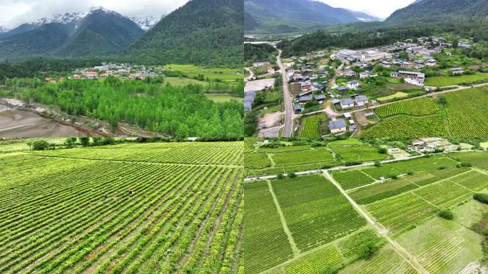 4K西藏林芝易贡茶场 茶马古道 高山茶