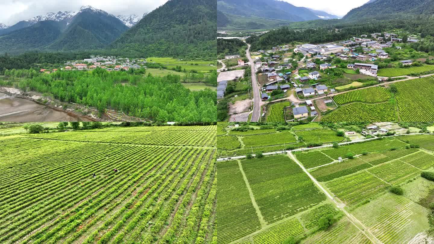 4K西藏林芝易贡茶场 茶马古道 高山茶