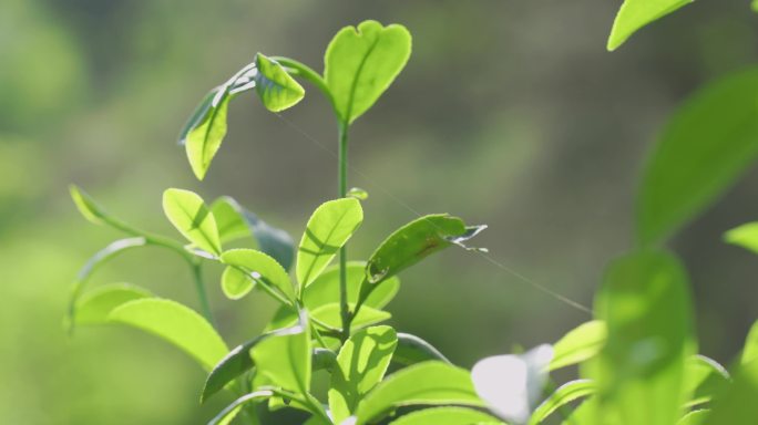 茶叶特写采茶人