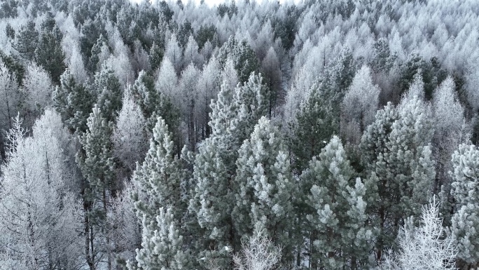 大兴安岭惊蛰时节雾凇雪景