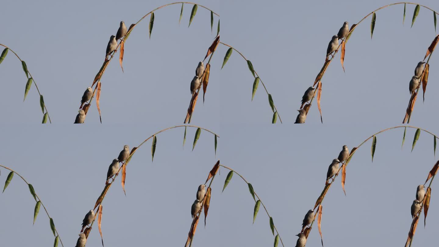 竹子上停着几只椋鸟