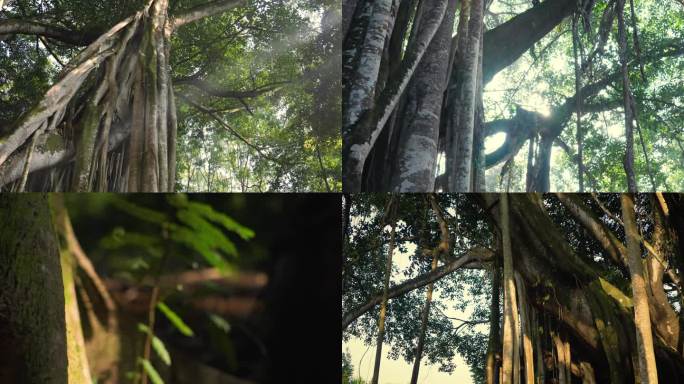 热带雨林独树成林大榕树视频素材