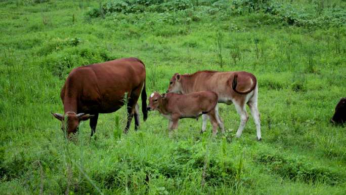 水黄牛在自然绿植草原上吃草