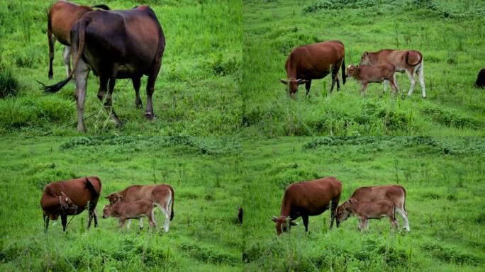 水黄牛在自然绿植草原上吃草