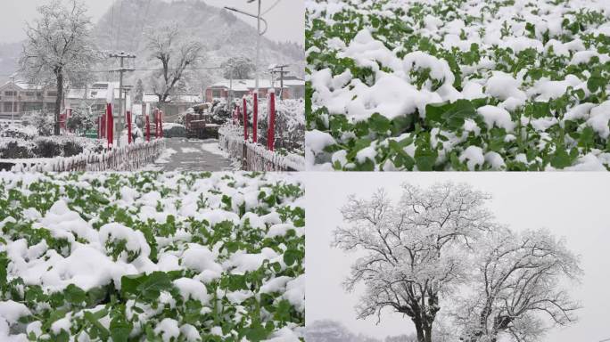 冬天3组雪景拍摄4K120帧