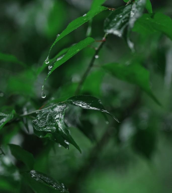 竖屏泉州名胜古迹雨中草庵