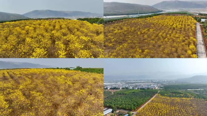 黄花黄风铃花风铃木林3