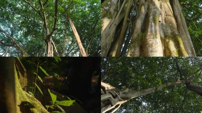 芒市热带雨林独树成林大榕树视频素材