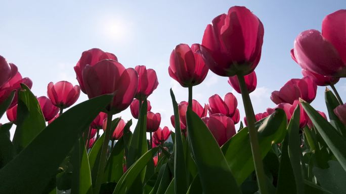 粉色郁金香花开延时春暖花开