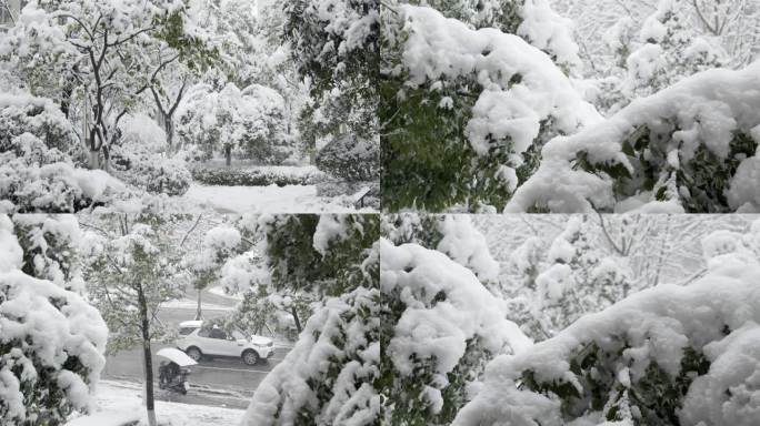 南方暴雪雪天树上积雪下雪冬天寒冷5