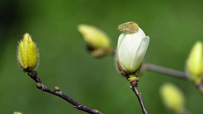 玉兰开花延时摄影