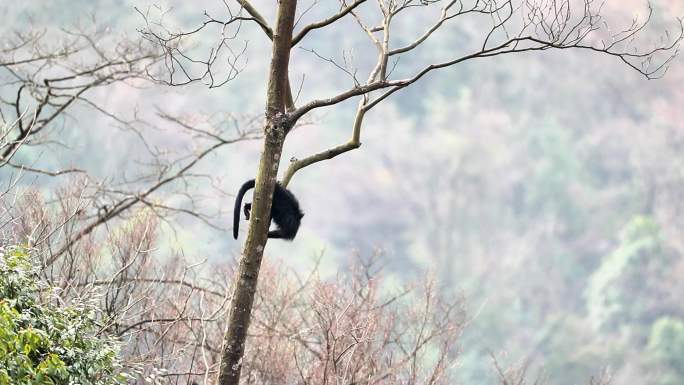 重庆南川：金佛山黑叶猴“家”大了