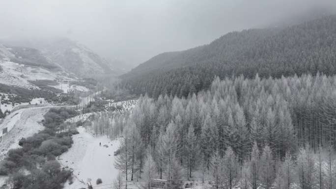 森林 雪景 雾凇 下雪 航拍 大树 树