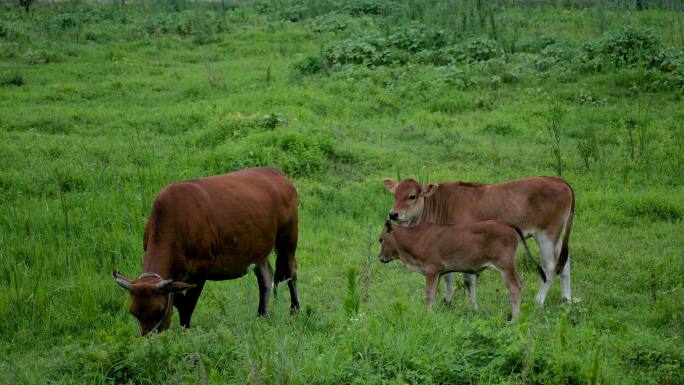 三只黄牛在草丛里吃草摇尾巴
