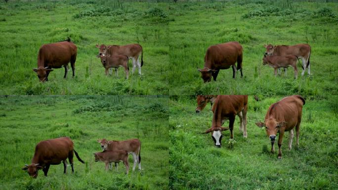 三只黄牛在草丛里吃草摇尾巴