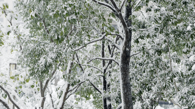 南方暴雪雪天树上积雪下雪冬天寒冷